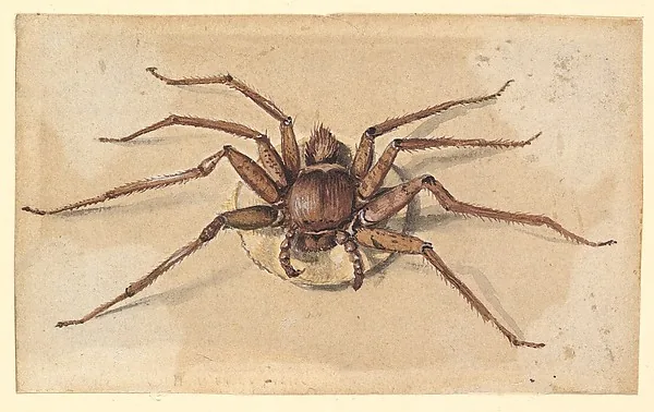 Aquarellzeichnung einer braunen, behaarten Spinne von oben, die acht langen Beine weit ausgestreckt, auf beigem Papier.