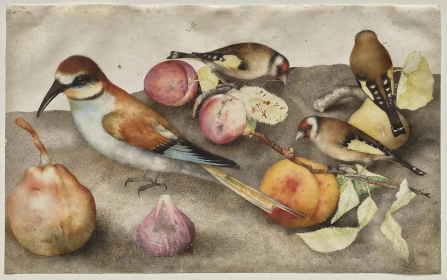 Malerei auf hellem Grund: ein langschnäbliger Vogel mit braunem Kopf und hellblauem Bauch liegt auf einer grauen Fläche. Um ihn herum drei kleinere Vögel mit roten Gesichtern, zwei Pfirsiche, eine Birne, eine aufgeplatzte Feige und ein Zweig mit gelben Blättern.
