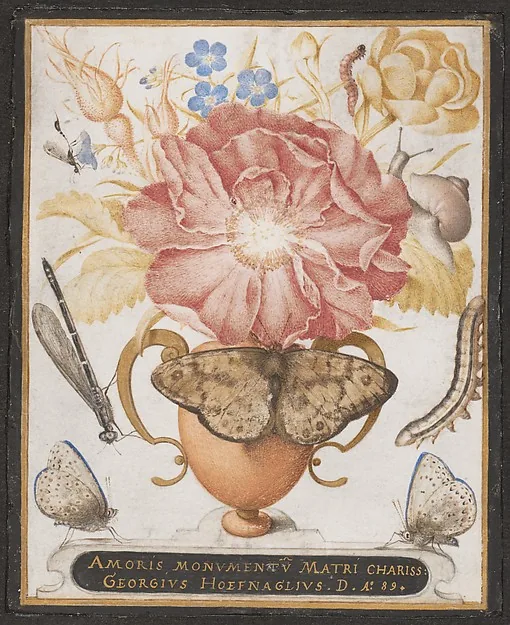 Kleine Miniatur mit schwarzem Rand: in einem blassen zweihenkligen Gefäß steckt eine große rosa Rose, dahinter eine gelbweiße Rose, blaue Vergissmeinnicht und trockene Samenstände; quer über der Gefäßöffnung sitzt ein grauer Nachtfalter, rechts eine Schnecke, dazu zwei Raupen, links eine Libelle und unten in den Ecken zwei kleine blaue Schmetterlinge; darunter eine Schrifttafel mit lateinischen Großbuchstaben.