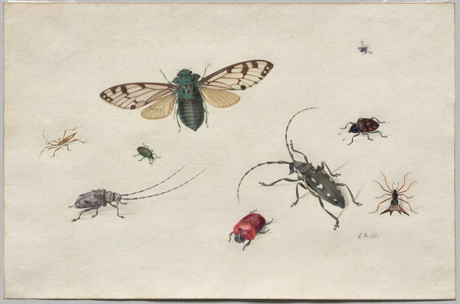Gouache auf hellem Papier: neun Insekten in verschiedenen Größen einzeln über das Blatt verteilt, darunter eine große grüne Zikade mit gemusterten Flügeln, ein roter Käfer und ein Bockkäfer mit langen Fühlern.